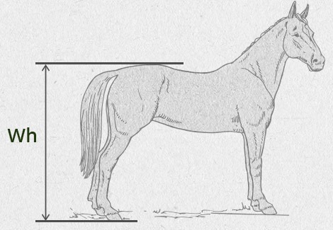 Pferde - Pferdebox Größe